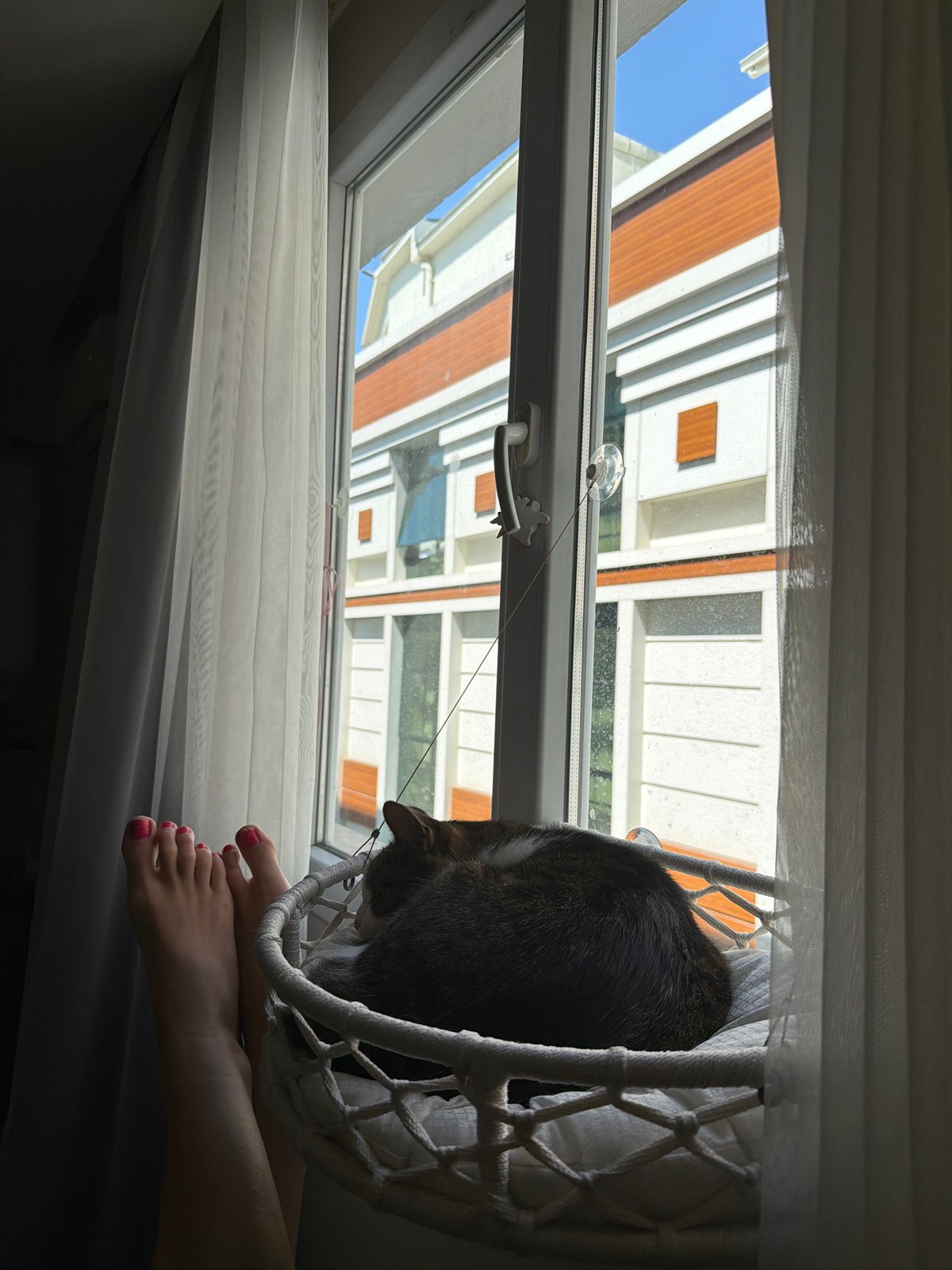 Cat napping in a macrame basket by an İzmir window