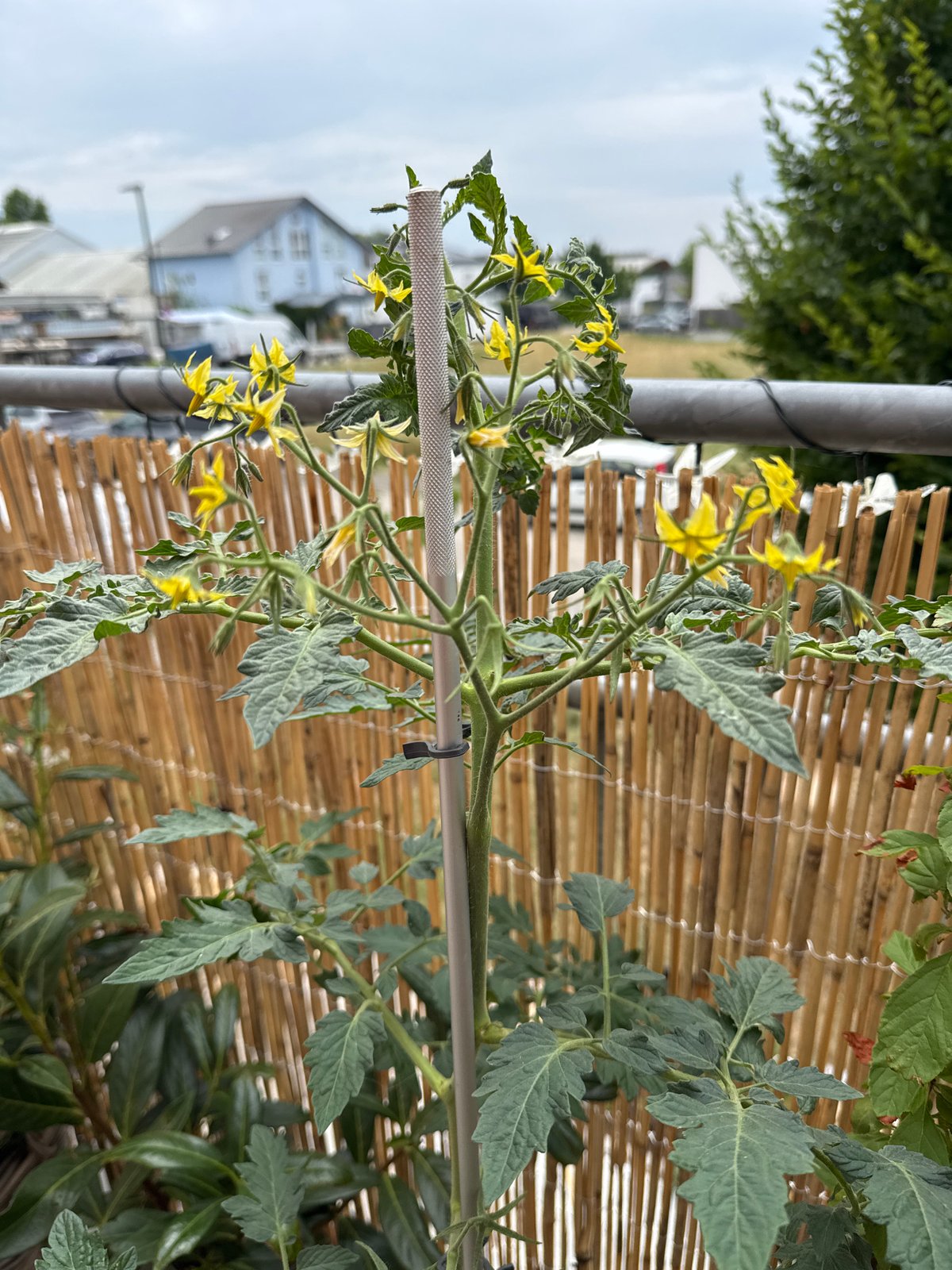 Wettstetten garden in full summer growth, plant by plant