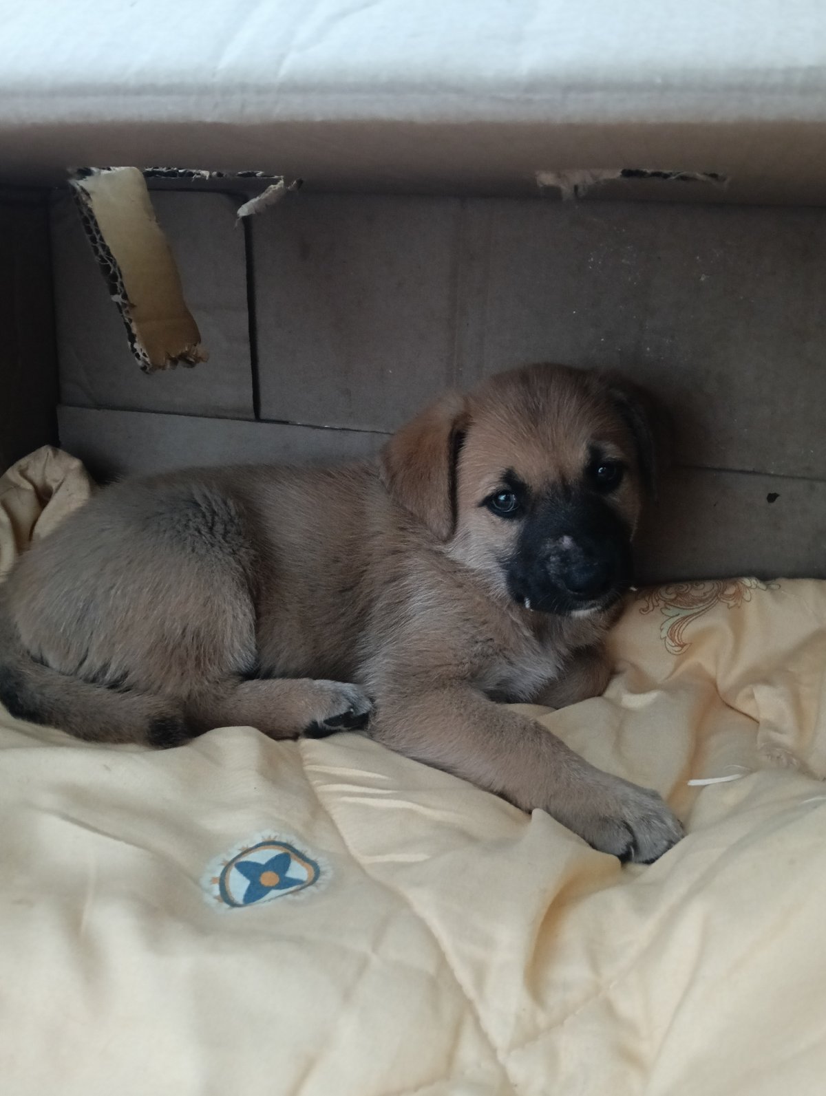 Puppies in a cardboard box, a caged dog, and Nairobi traffic
