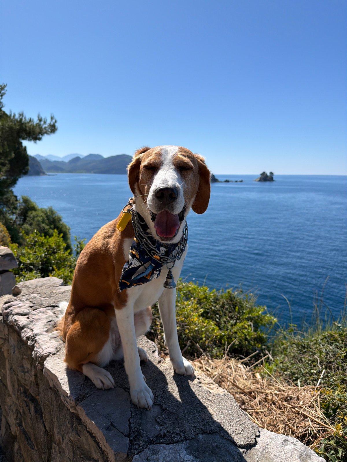 Dog in blue bandana spotted on Montenegro coastal ledge