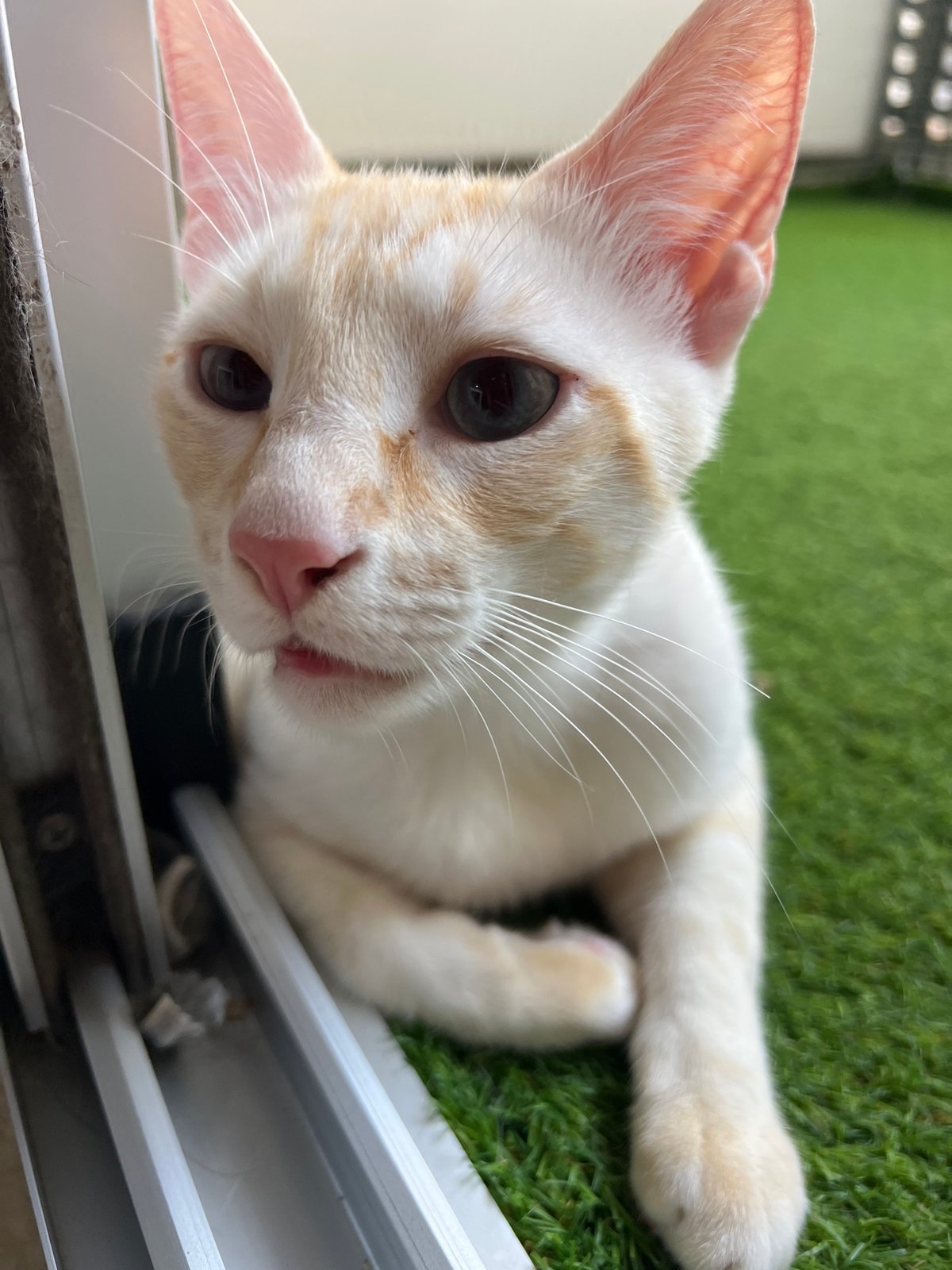 Cream and orange tabby cat chilling at a Barcelona apartment
