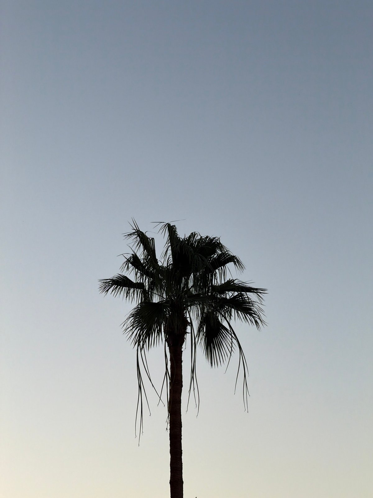 Dusk at a Sharm El Sheikh resort, streets and gardens