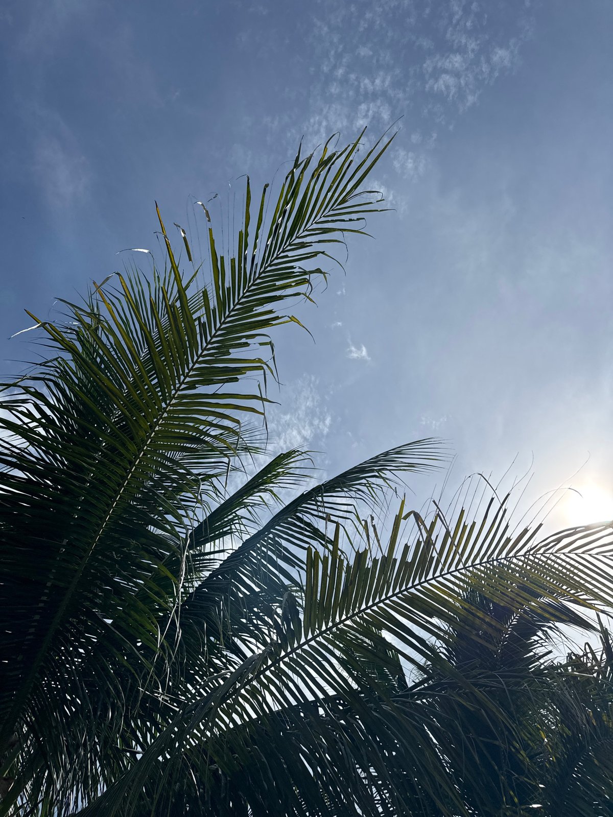 Quiet tropical day — greenery, beach, and everyday activity