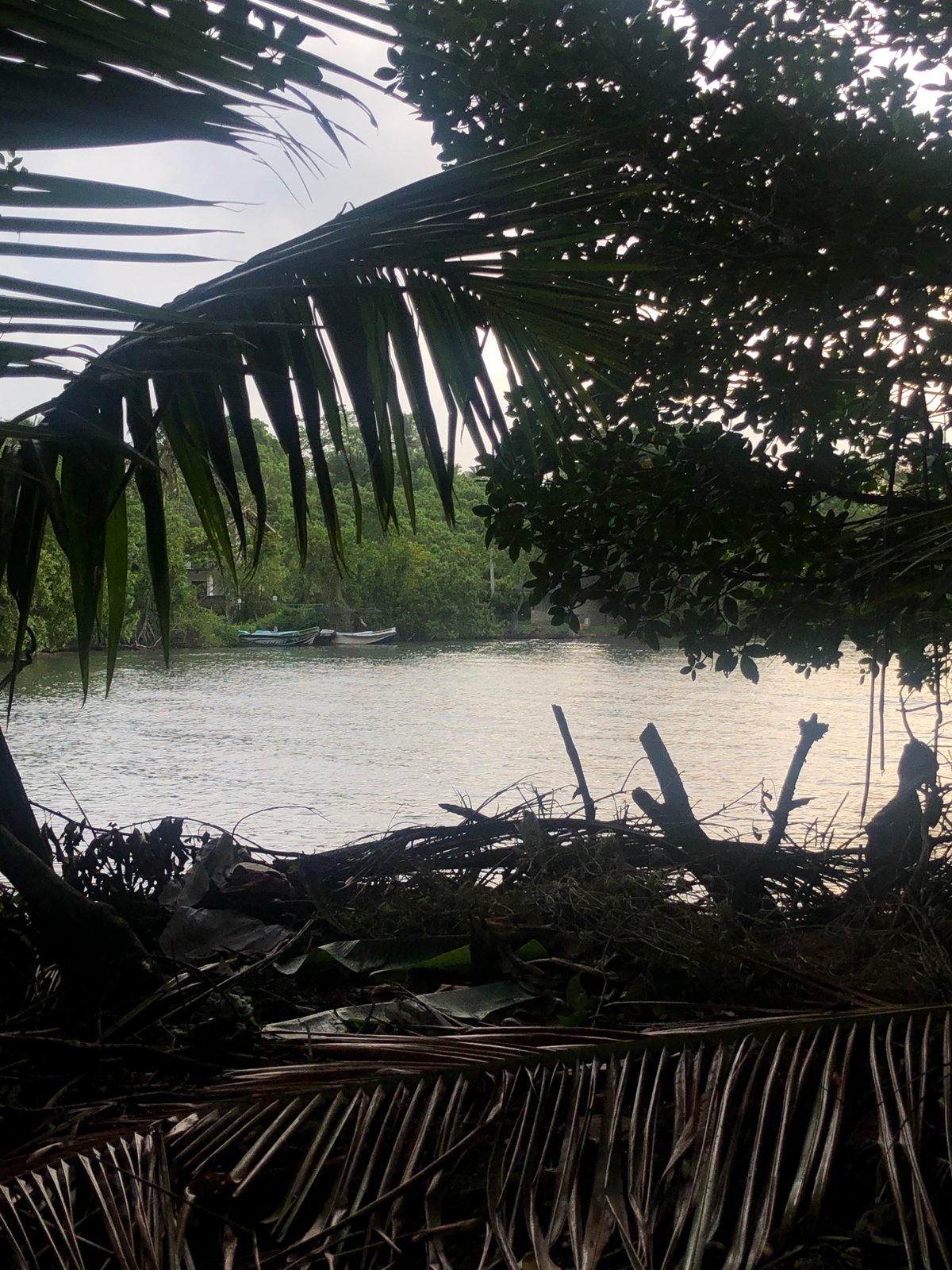 Rural scenes documented in Kathaluwa: water buffalo, boats, waterways
