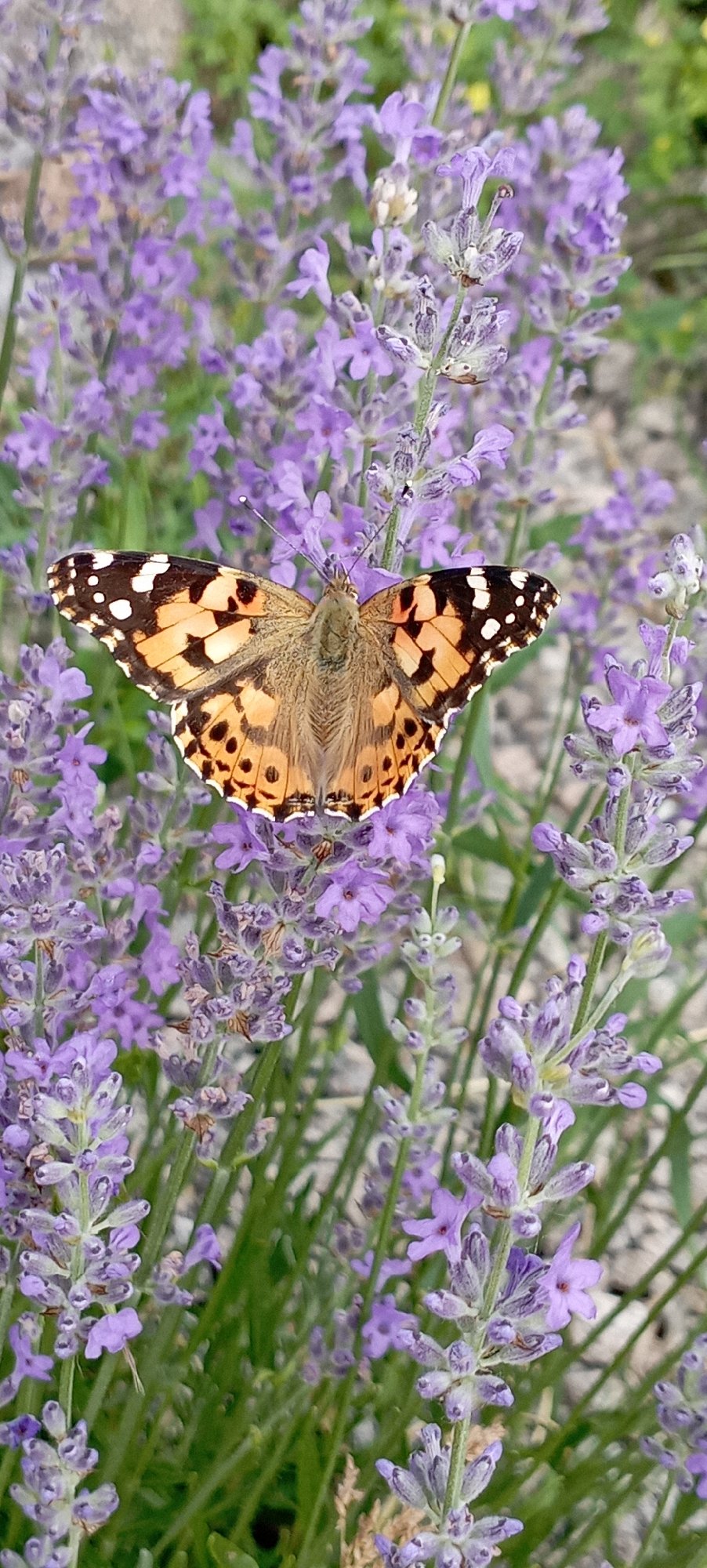 Butterflies on lavender and a cat at rest in Radisne