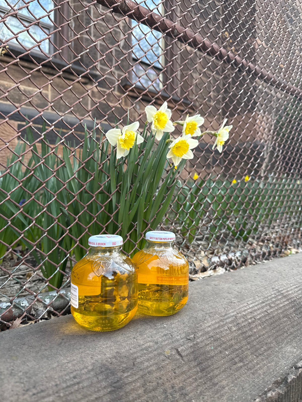 Spring blooms, street purchases, online viewing in NYC