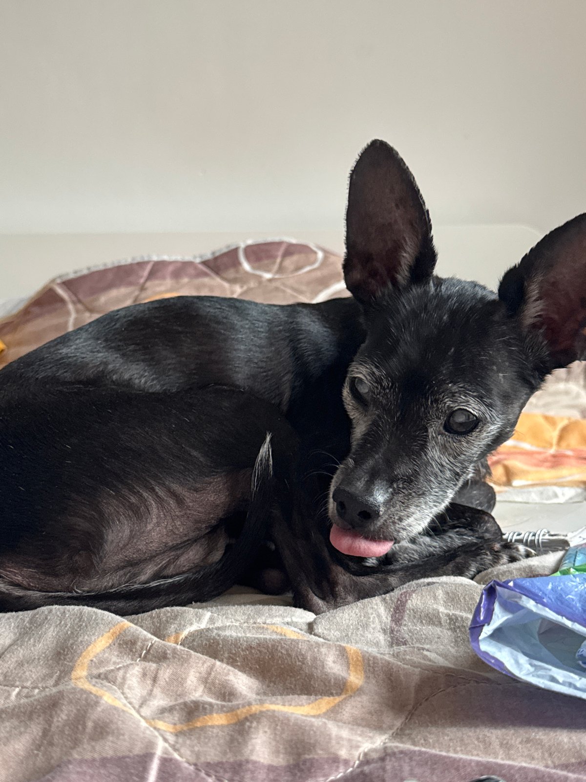 Woman takes selfies, elderly dog rests in Plovdiv bedroom