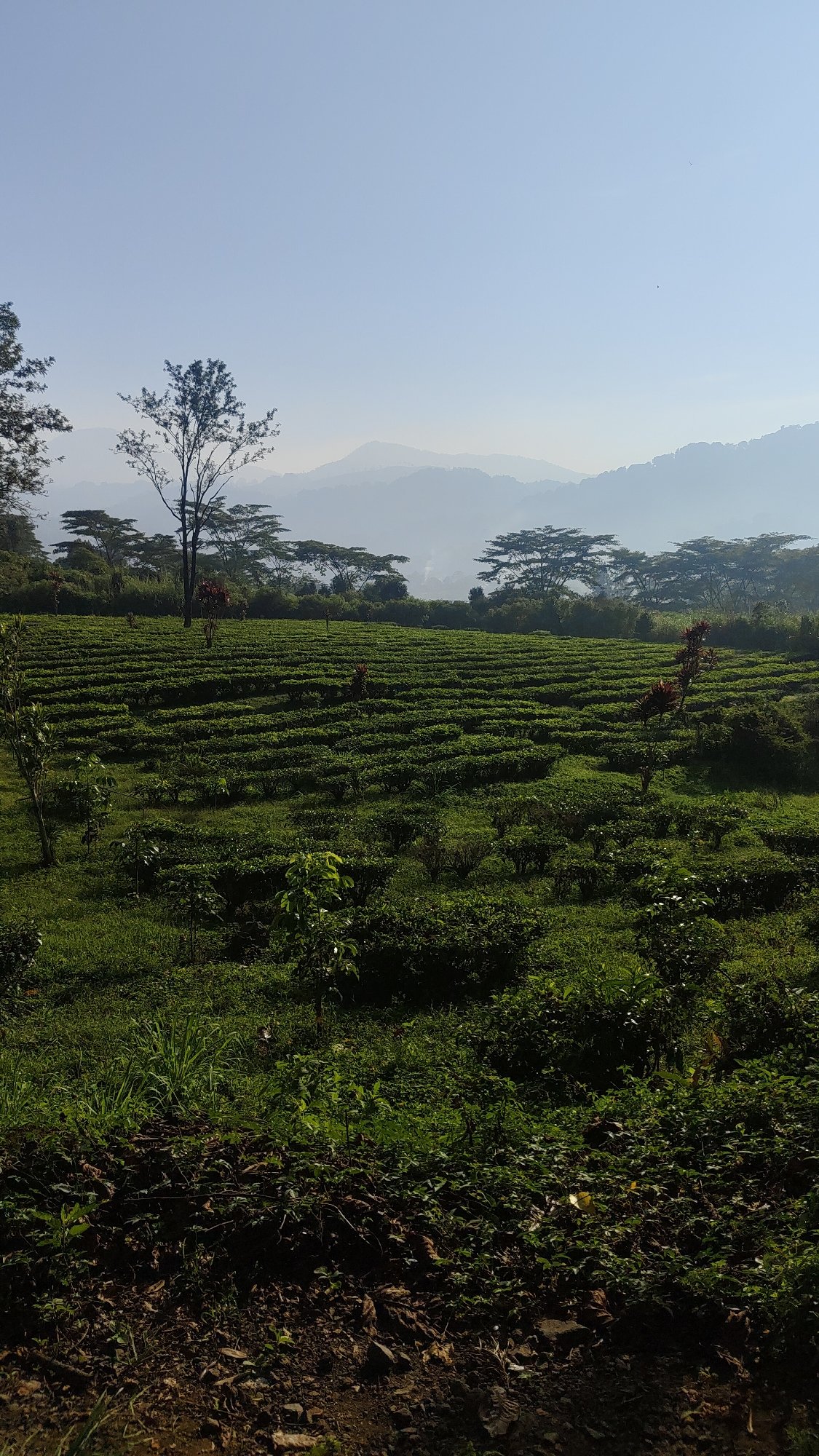 Morning stroll through Cisarua's misty roads and tea-covered hills
