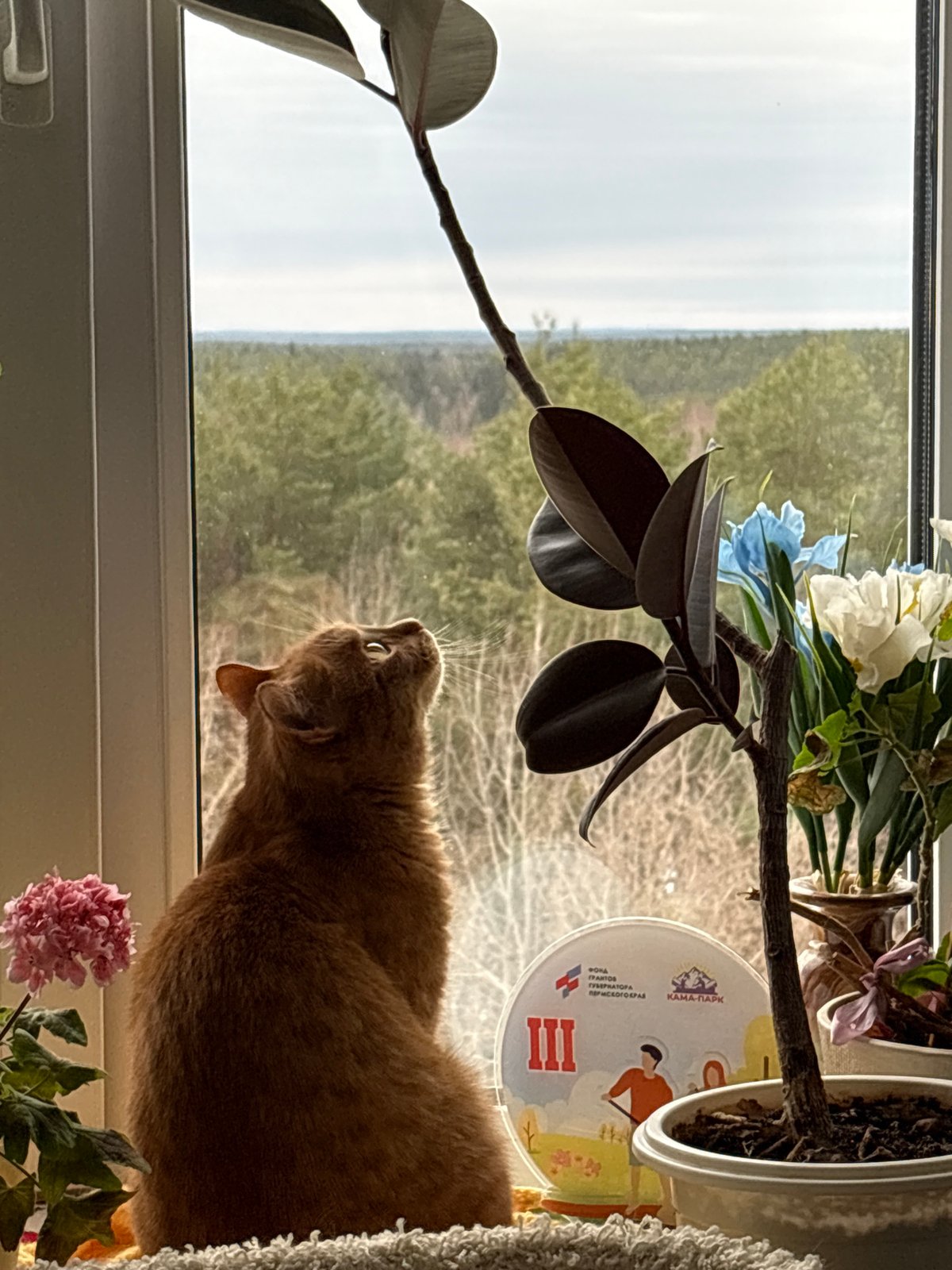 Orange cat watches outdoors from plant-filled windowsill in Berezniki