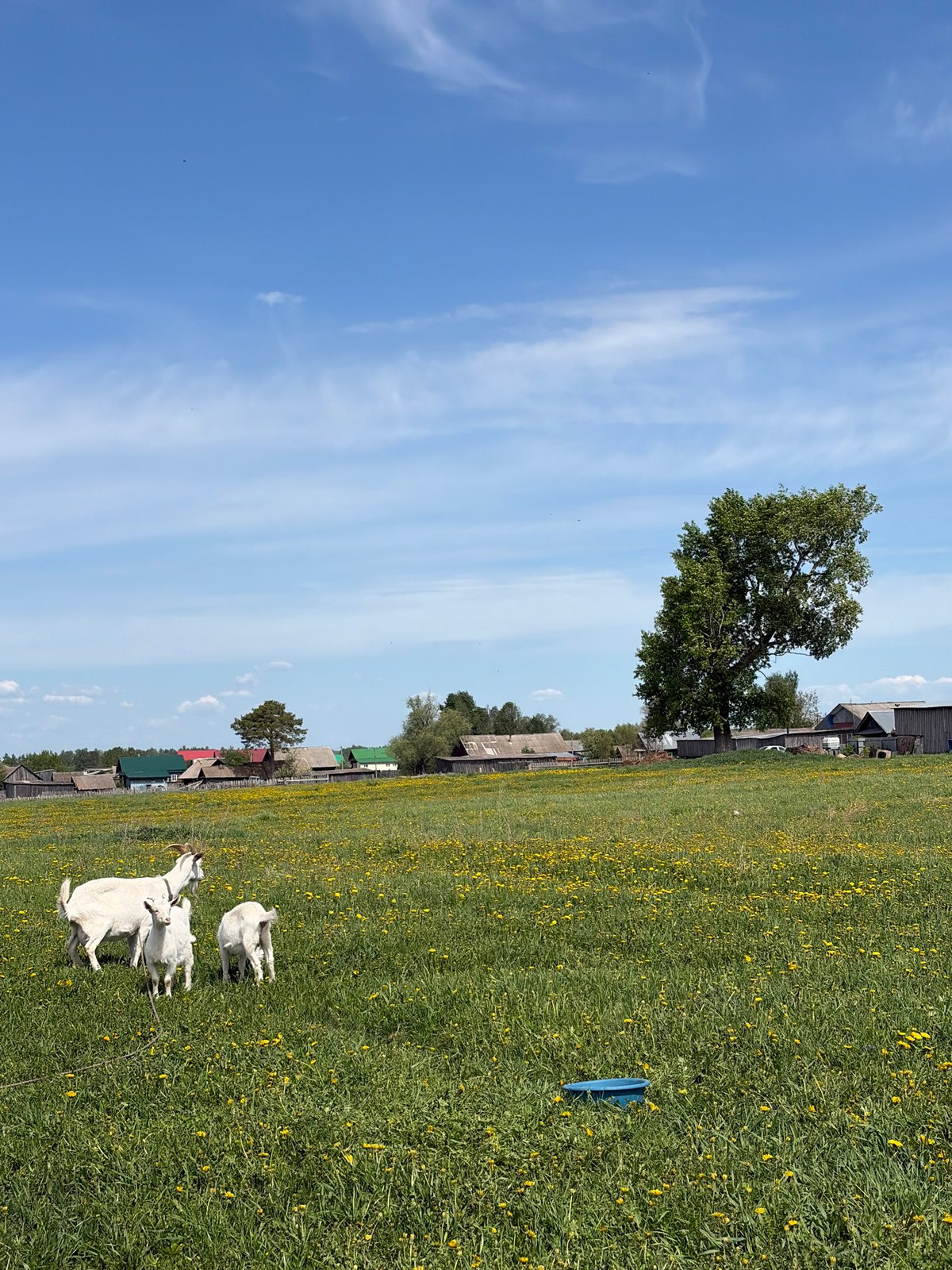 White goats graze in wildflower field in rural Russia