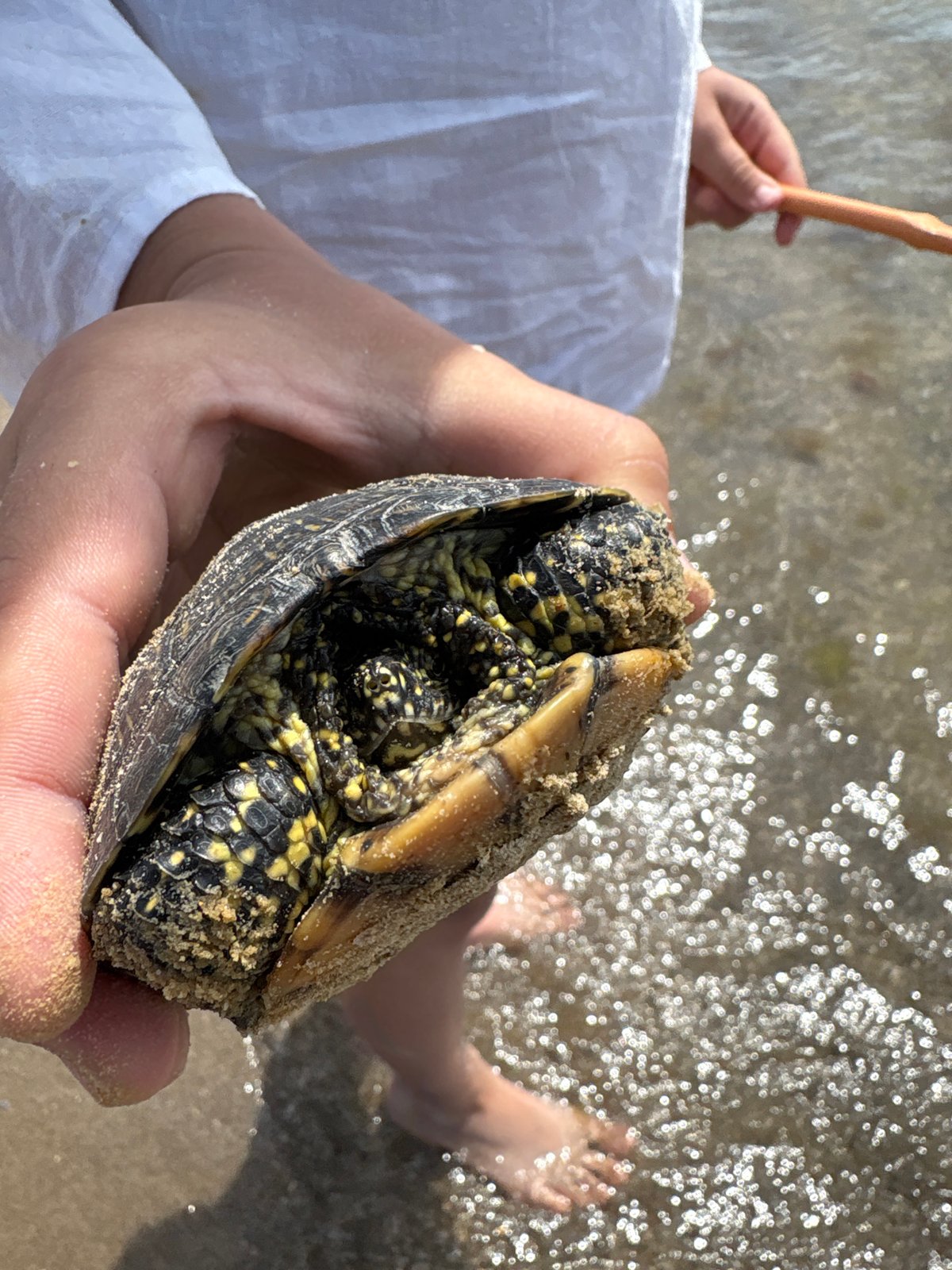 Beachgoer finds turtle during sunny day in Anapa, Russia