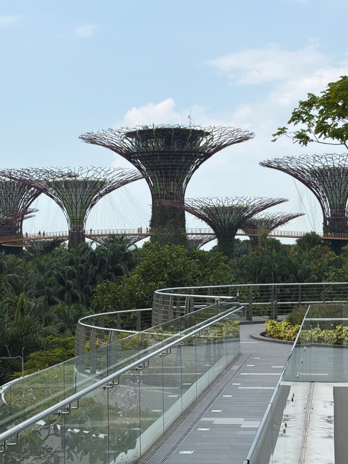 Morning tour through Gardens by the Bay and Botanic Gardens