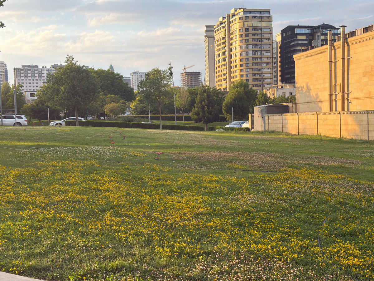 Afternoon in a Baku city park, golden light and greenery