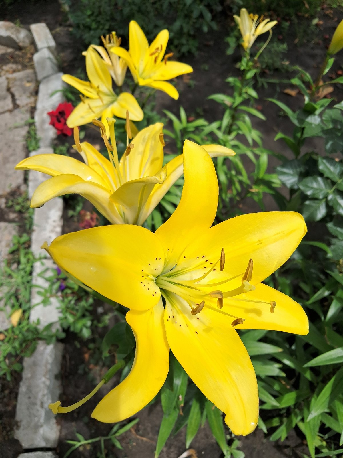 A Kremenchuk backyard garden in full summer bloom