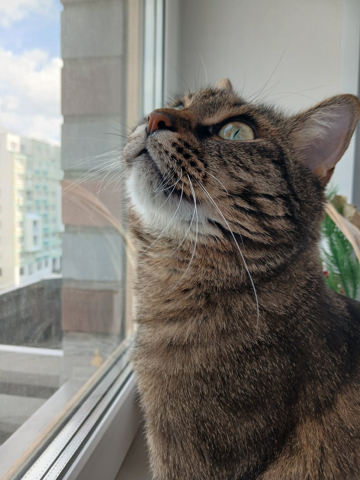 Tabby cat spotted at window in Yekaterinburg morning hours