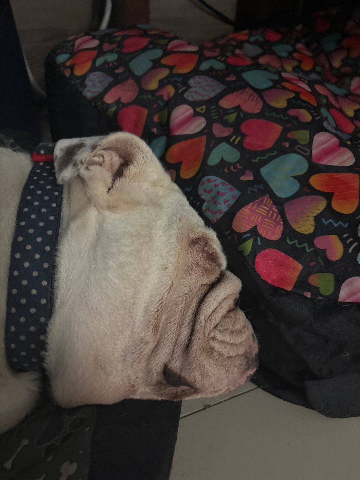 English Bulldog rests peacefully on furniture in Mexico City