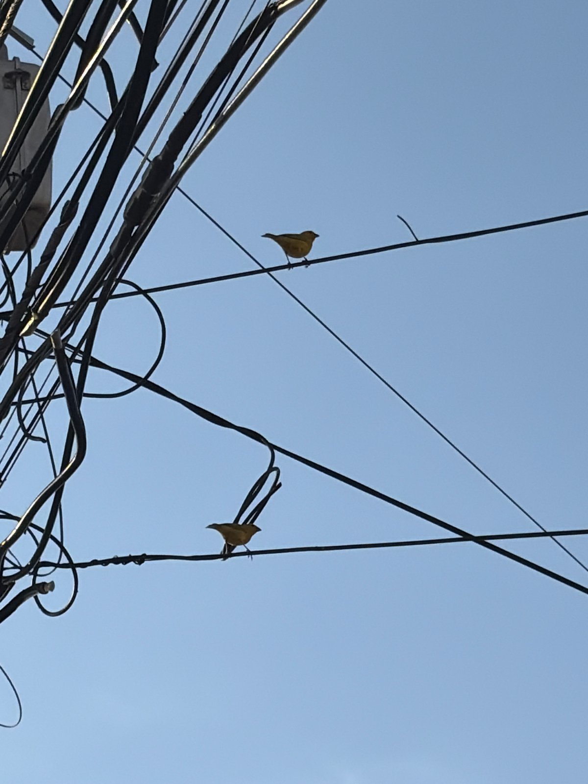 Yellow blooms and dried leaves captured in Ciudad Guayana