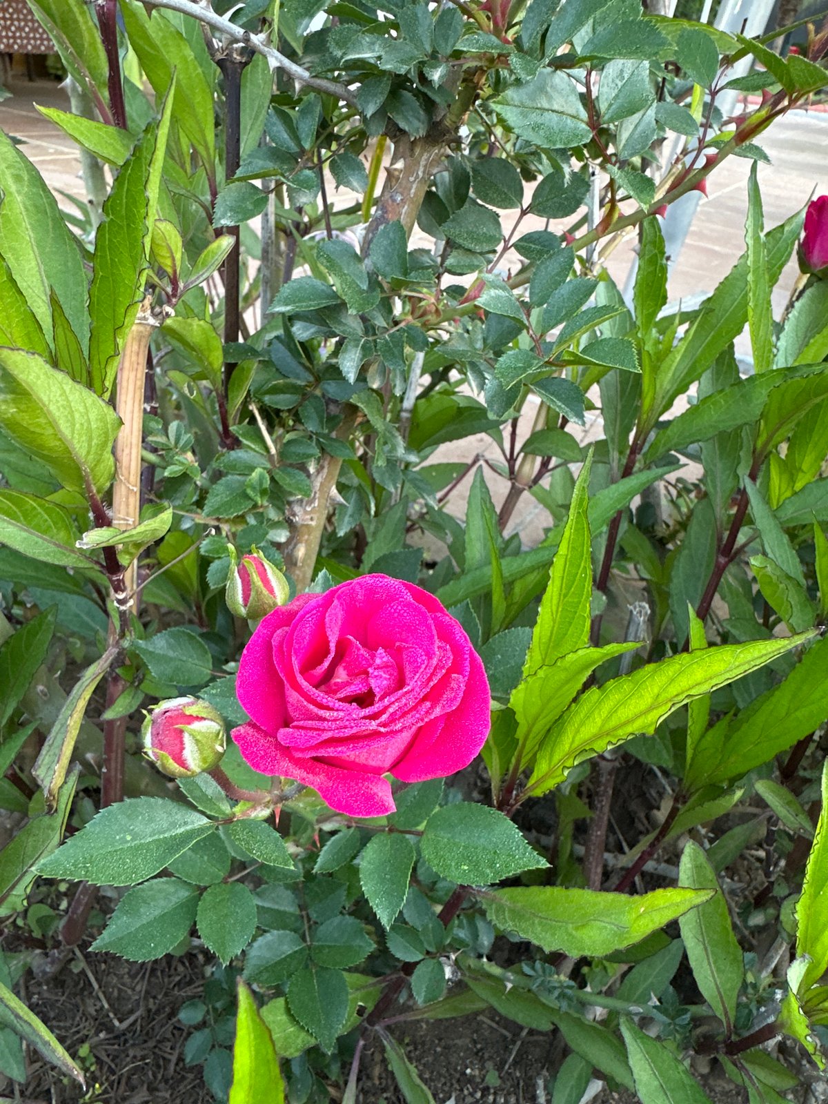 Morning dew and resort scenes captured in Serik, Turkey