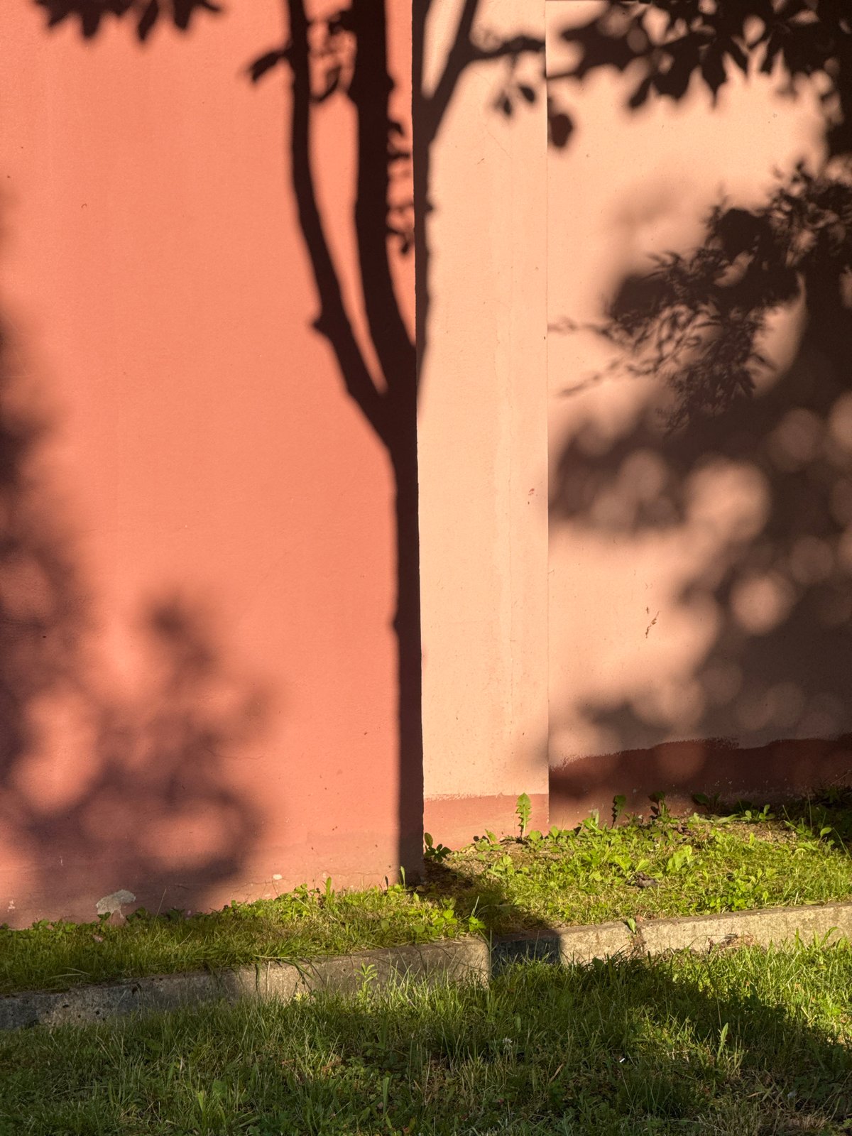 Street-level details: murals, berries, and shadow play
