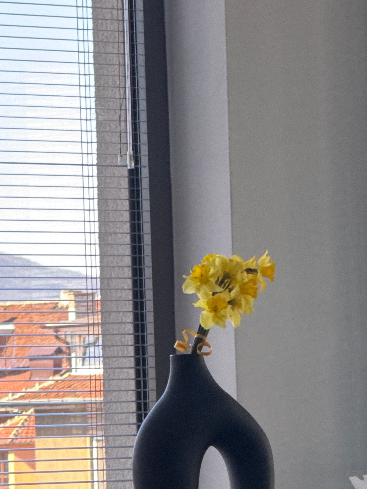 Spring daffodils displayed in Sofia apartment window