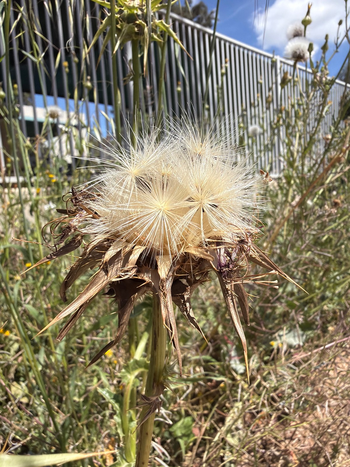 Rusty farm equipment and wildflowers documented in rural Israel