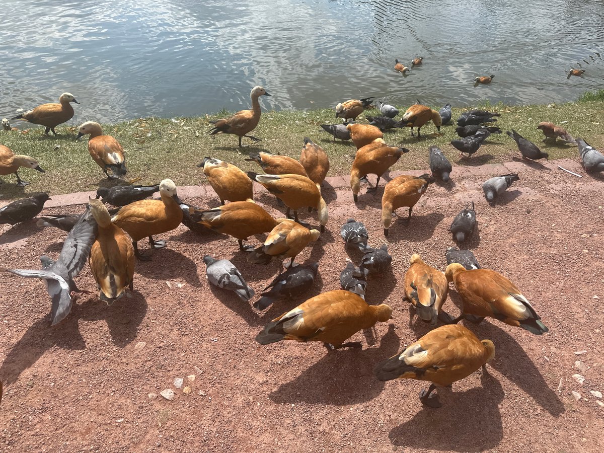 Ruddy shelducks, lakeside paths, and formal gardens in a park