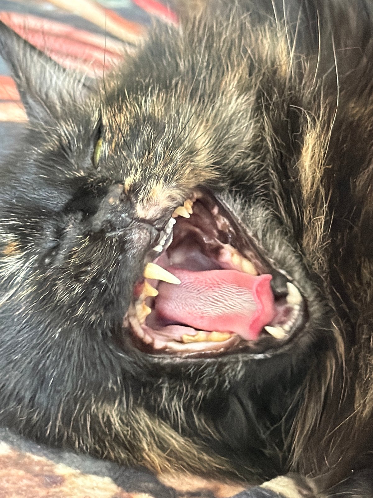 Tortoiseshell cat resting and yawning in Astana