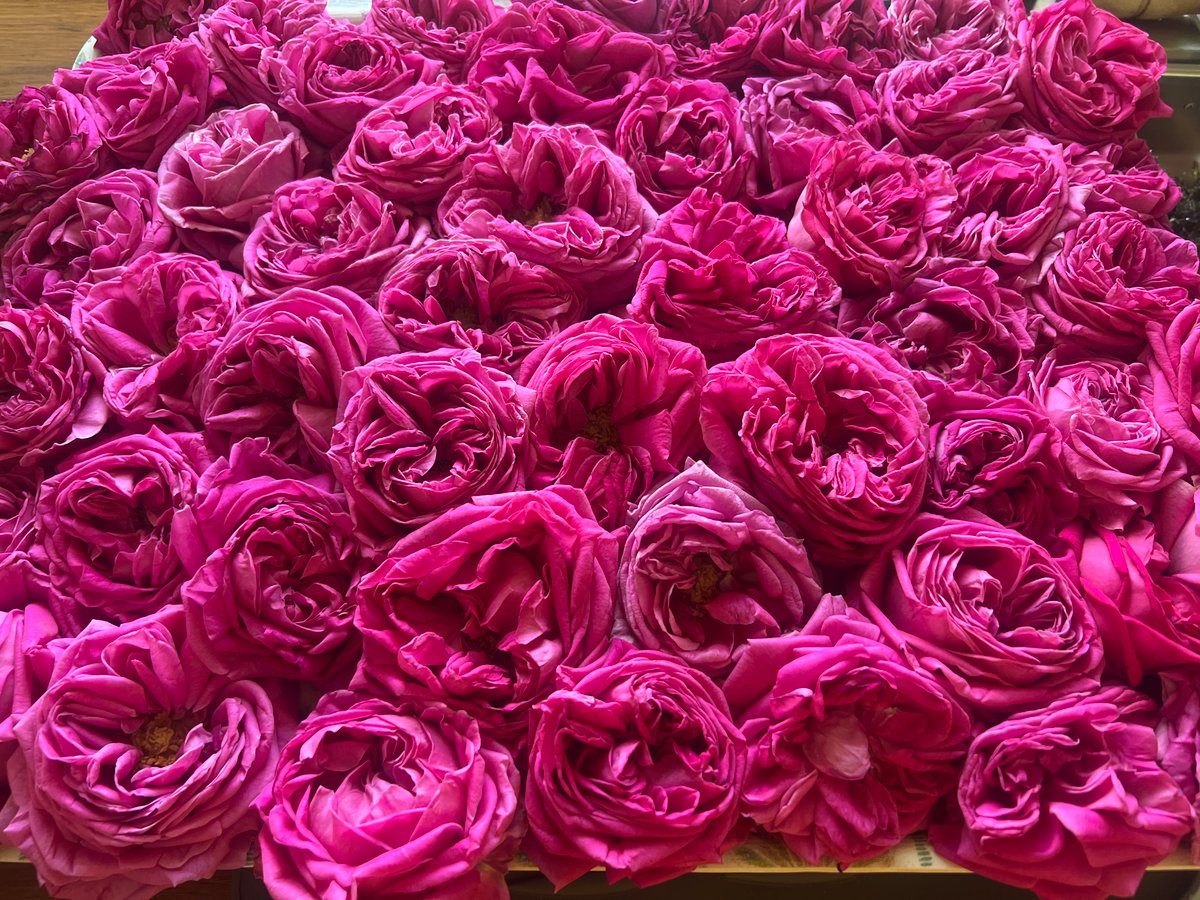 Mountain balcony morning with roses and panoramic ridge views