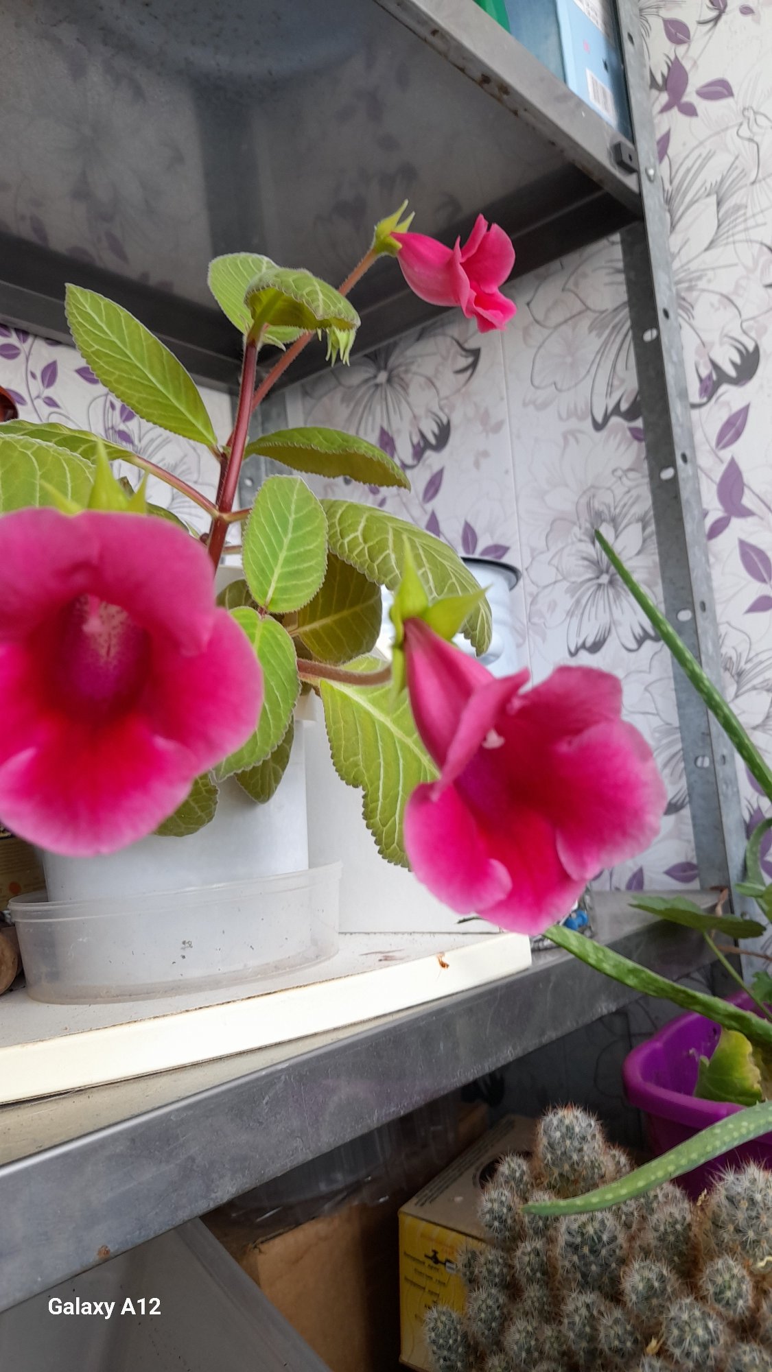Sunday morning pet life and flowering plants in Markovský