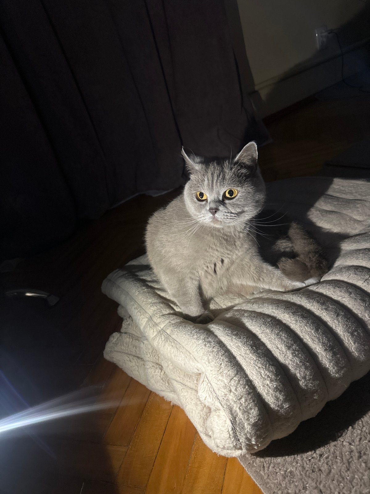 British Shorthair cat photographed indoors in Ternopil, Ukraine