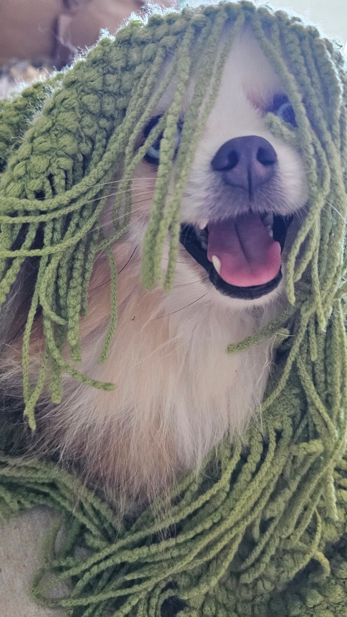 Blue-eyed Pomeranian plays with green knitted blanket in Koh Samui