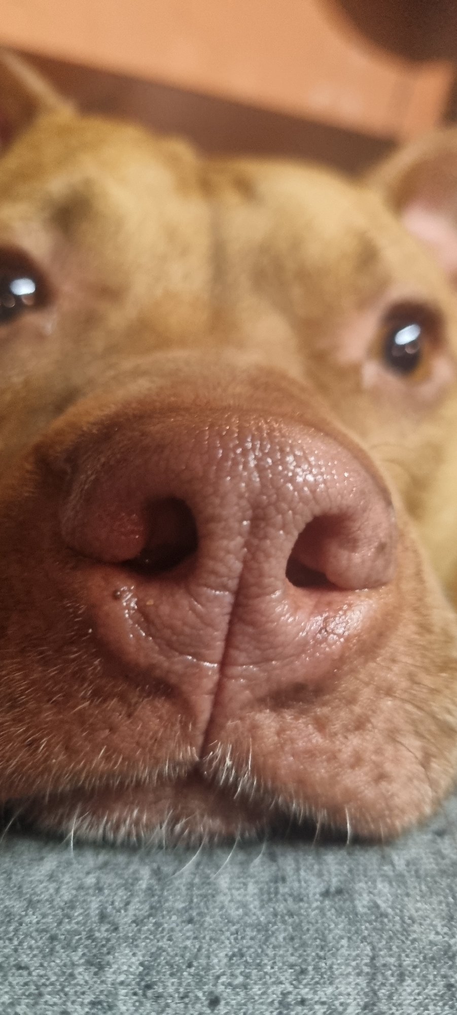Dog seeks attention during Easter meal with grilled food