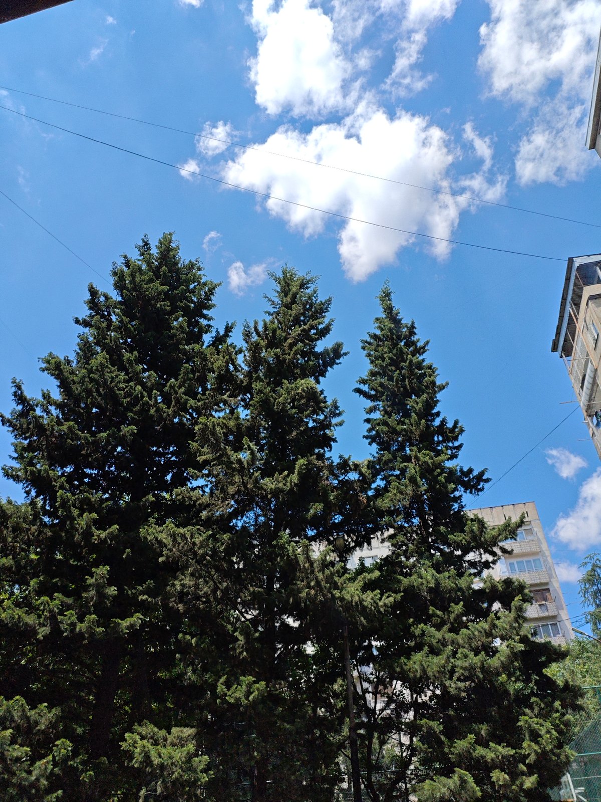 Tall evergreens and utility lines against a blue Tbilisi sky.