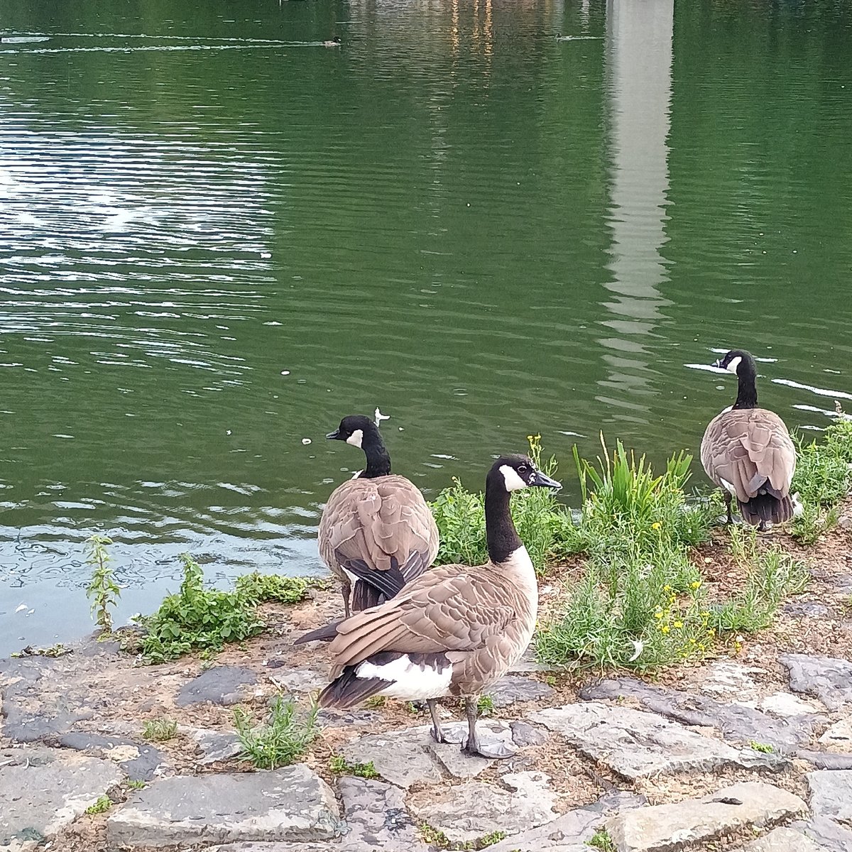 Afternoon loop around Seilersee, geese and wet leaves included