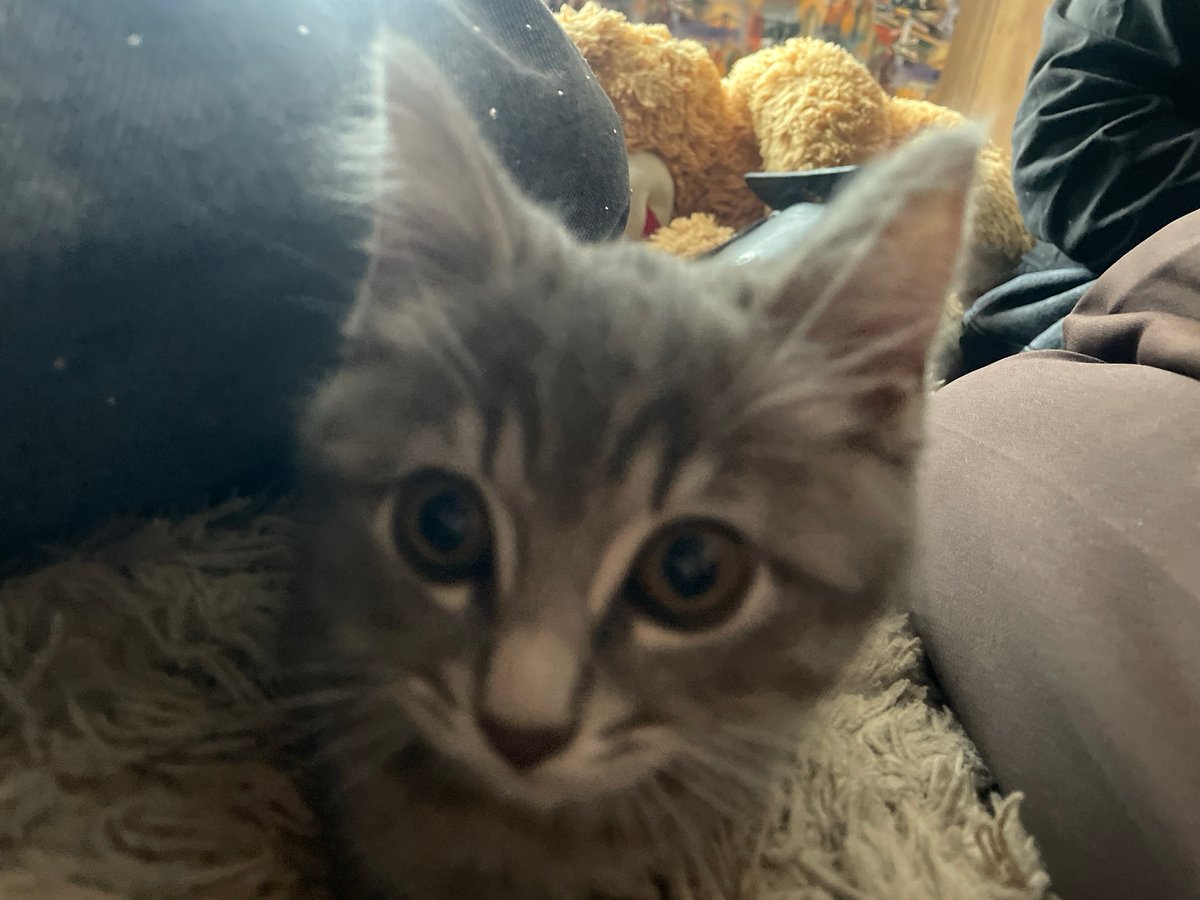 Afternoon with tabby kitten in Russian apartment