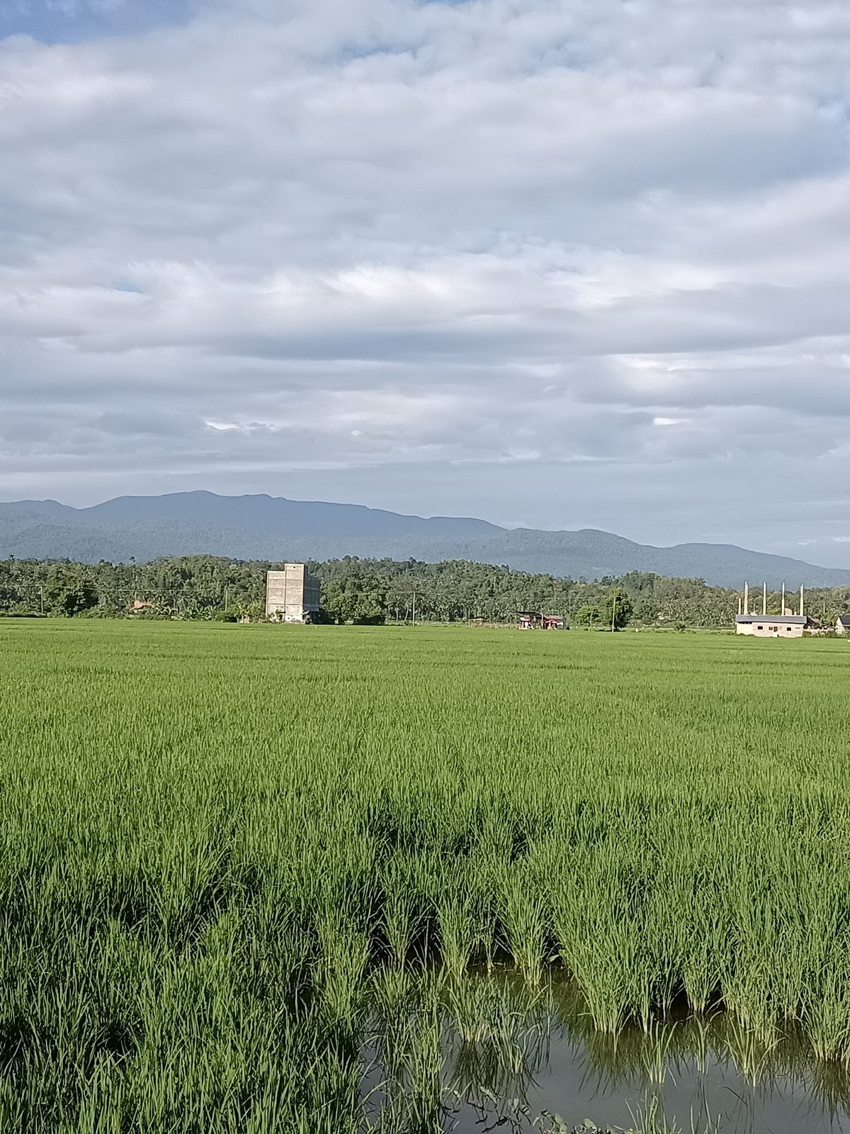 Green rice fields stretch toward the hills in rural Indonesia