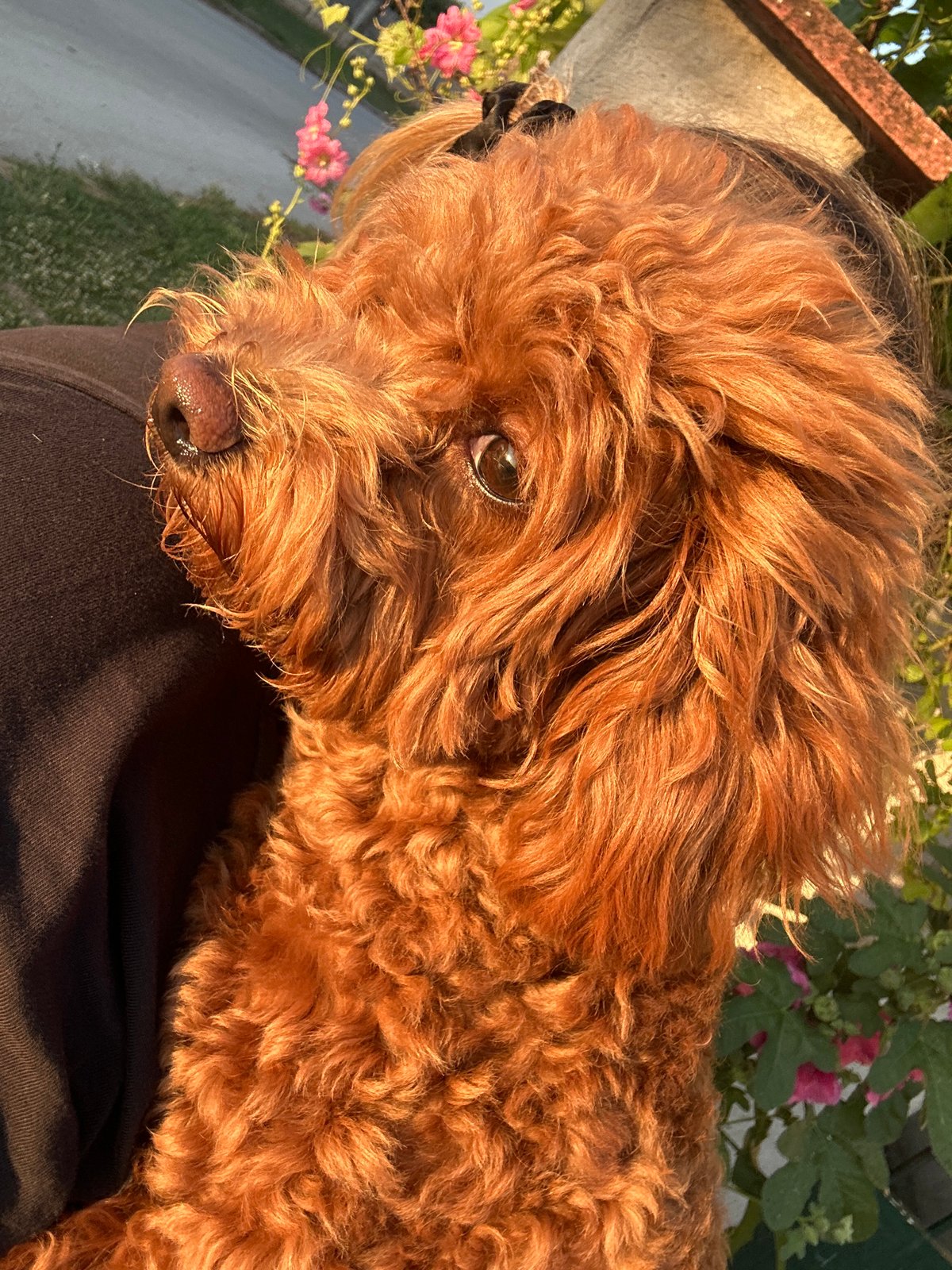Brown poodle puppy photographed indoors and out in Kolobar