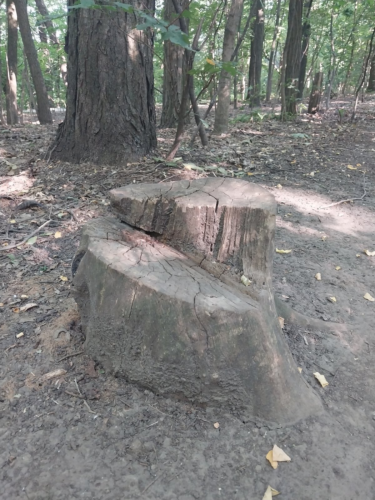 Forest path, stumps, and wildflowers on a quiet morning