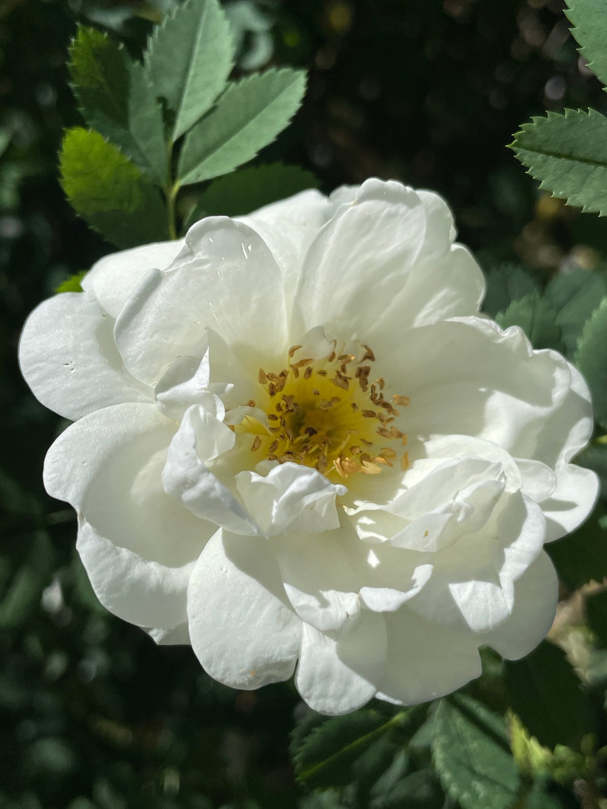 Summer afternoon in Zelenaya Roshcha — beach, blooms, and a terrier