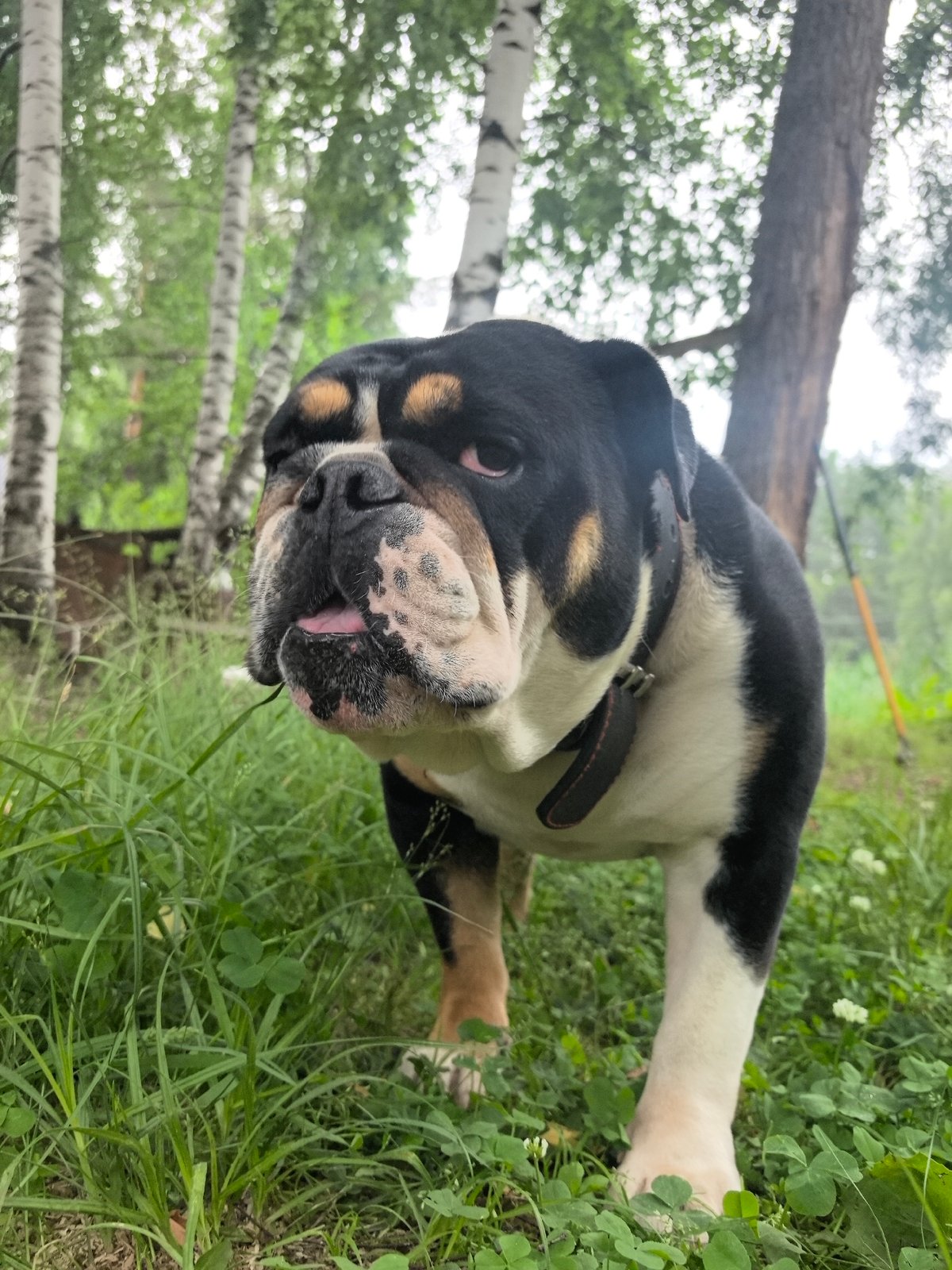 Bulldog, ink, and a quiet morning in rural Russia