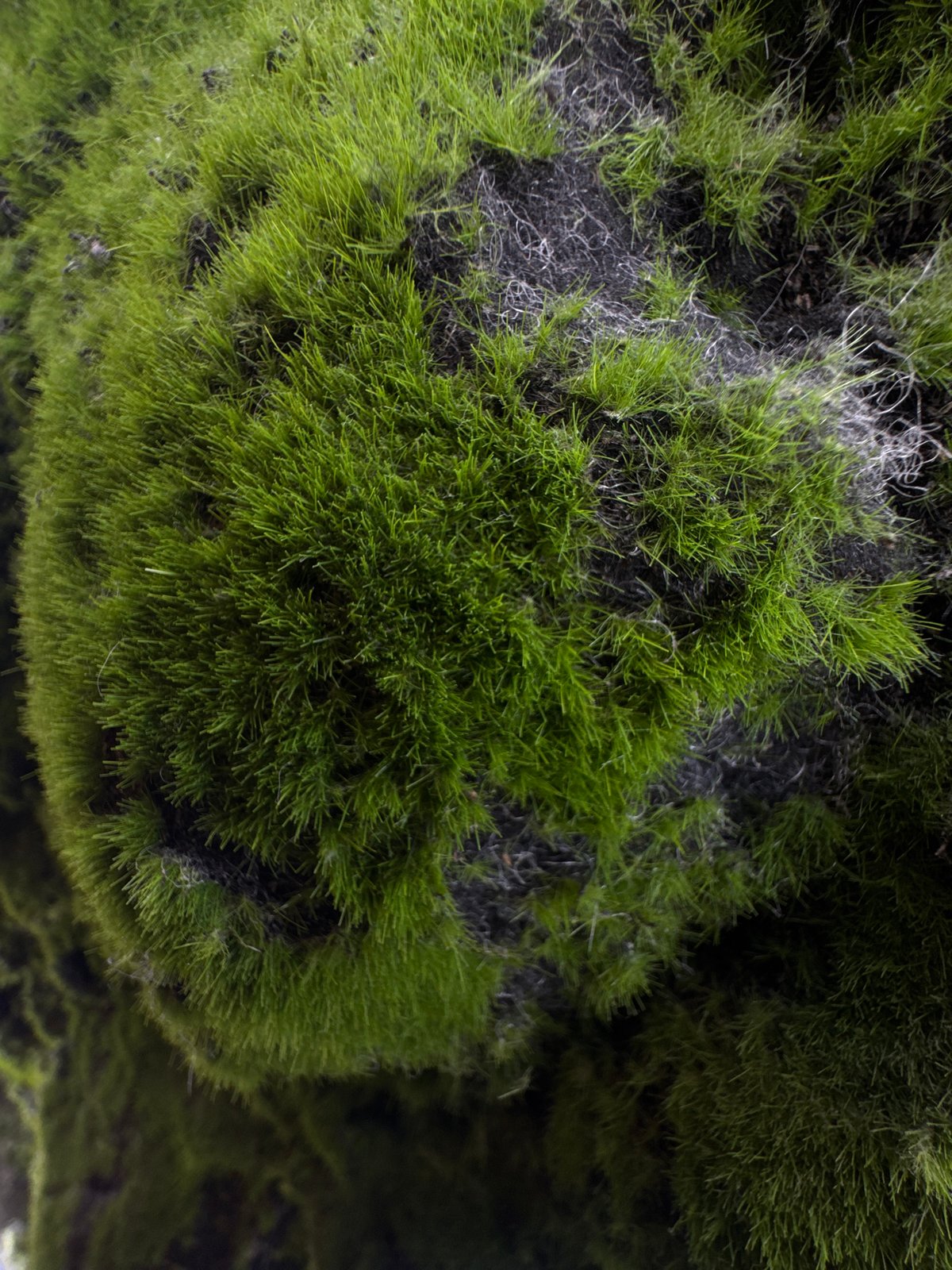 Moss displays and retail spaces observed in Vorsha, Russia