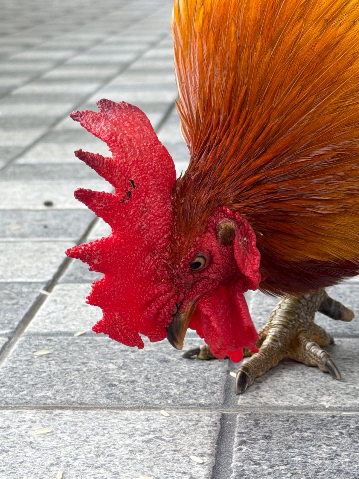Vivid rooster on a Ko Samui sidewalk