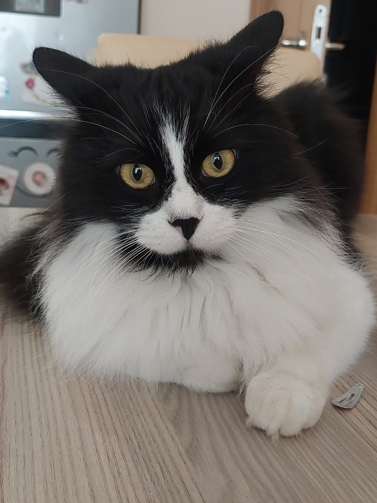 Tuxedo cat documented across indoor locations in Plovdiv