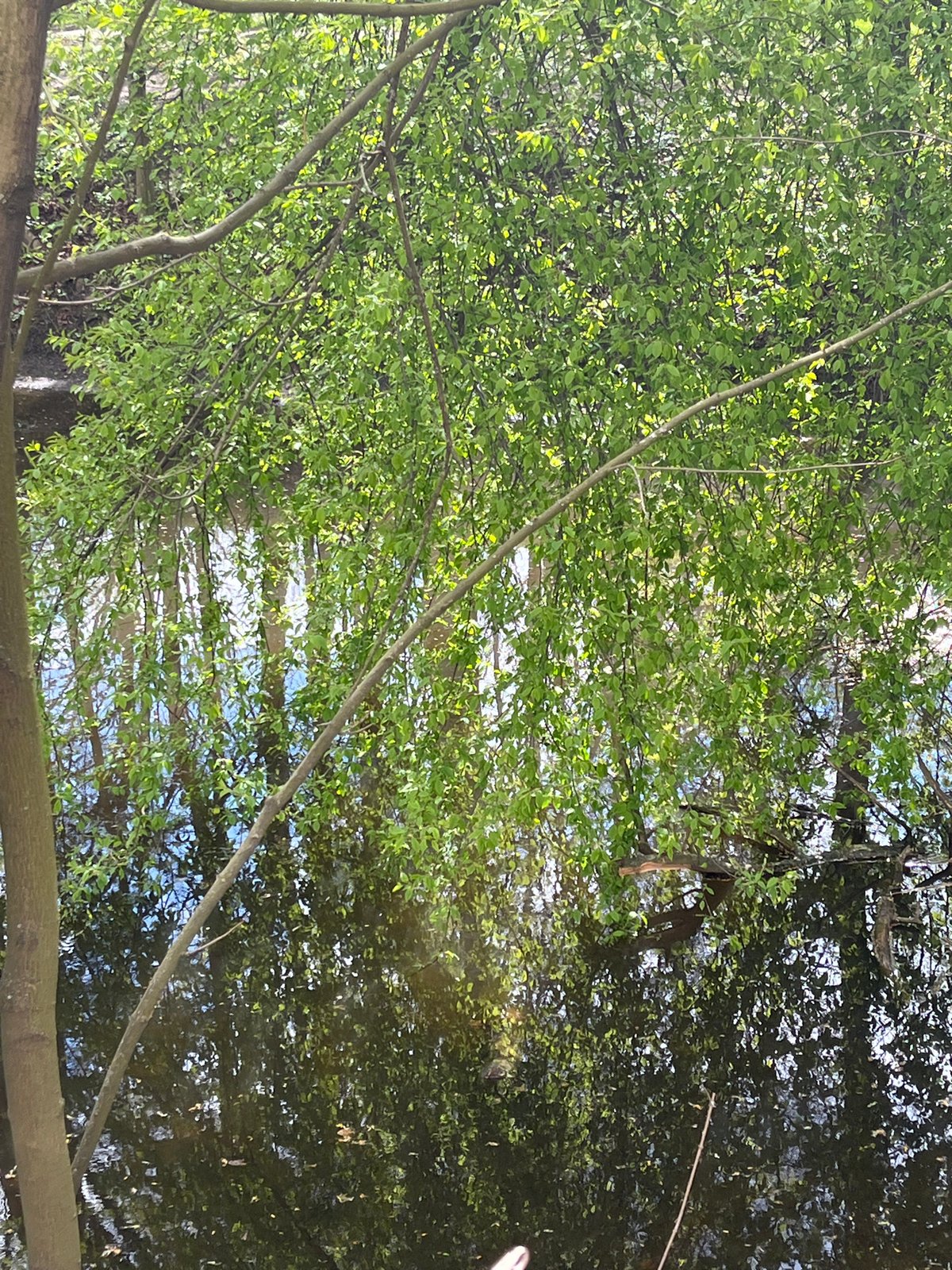 Spring waterway scenes captured in Saint Petersburg park