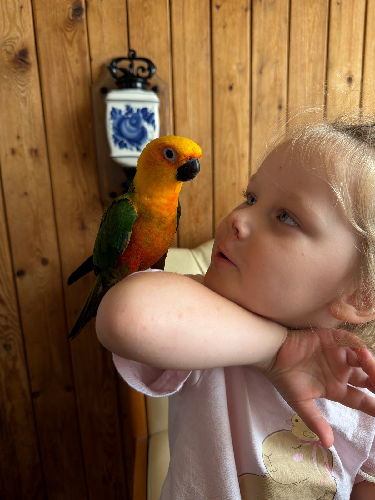 Up close with a Sun Conure parrot in Khimki