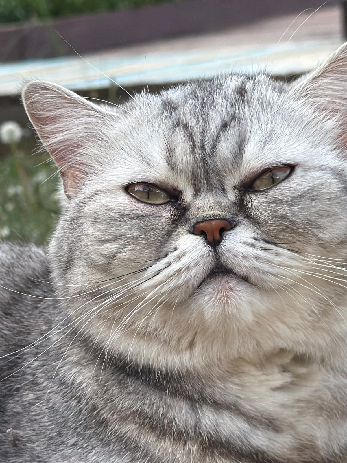 Family enjoys quiet afternoon with cat in Chaikovsky, Russia