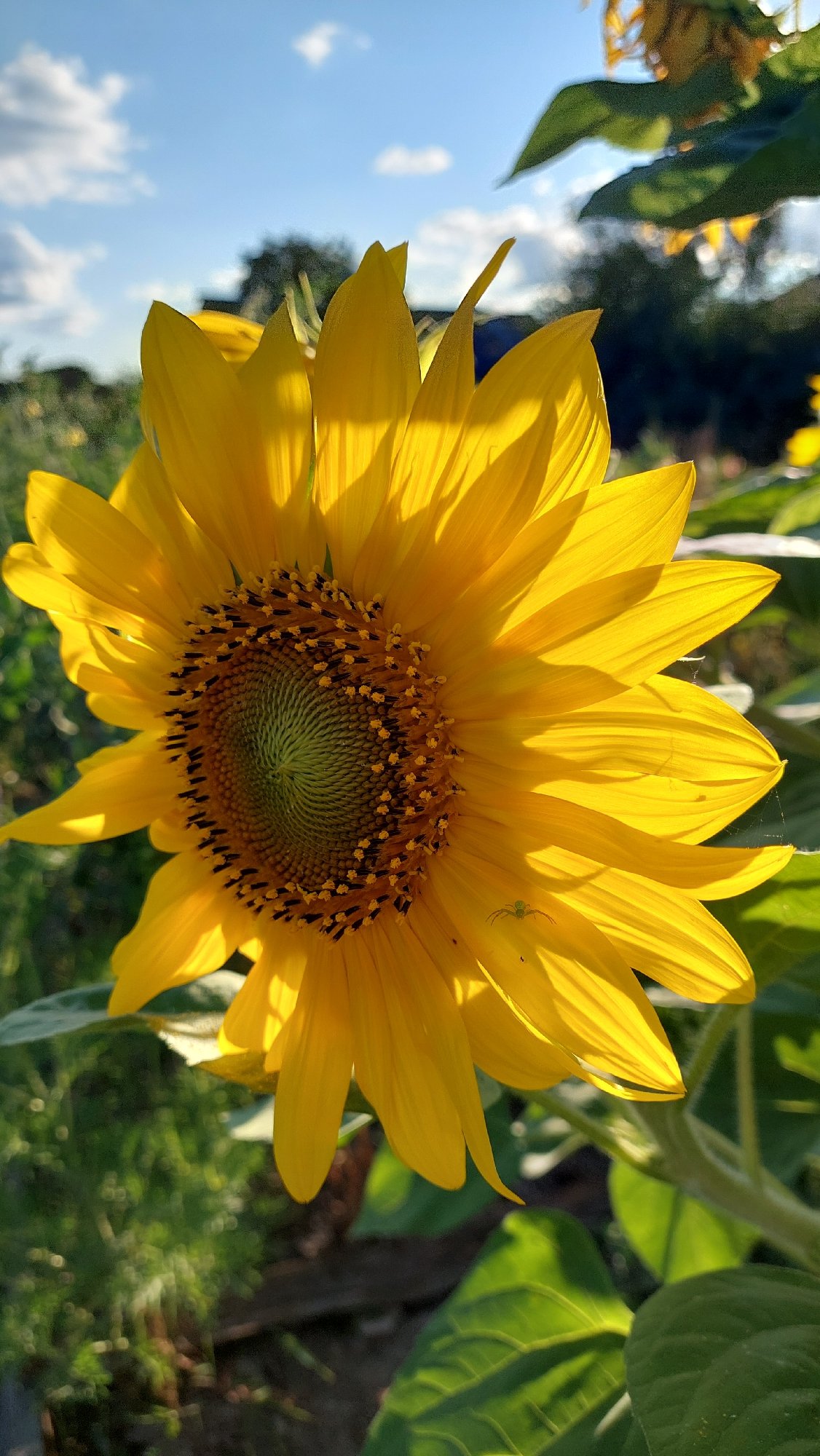 Summer garden in full bloom, Kozarovychi, Ukraine