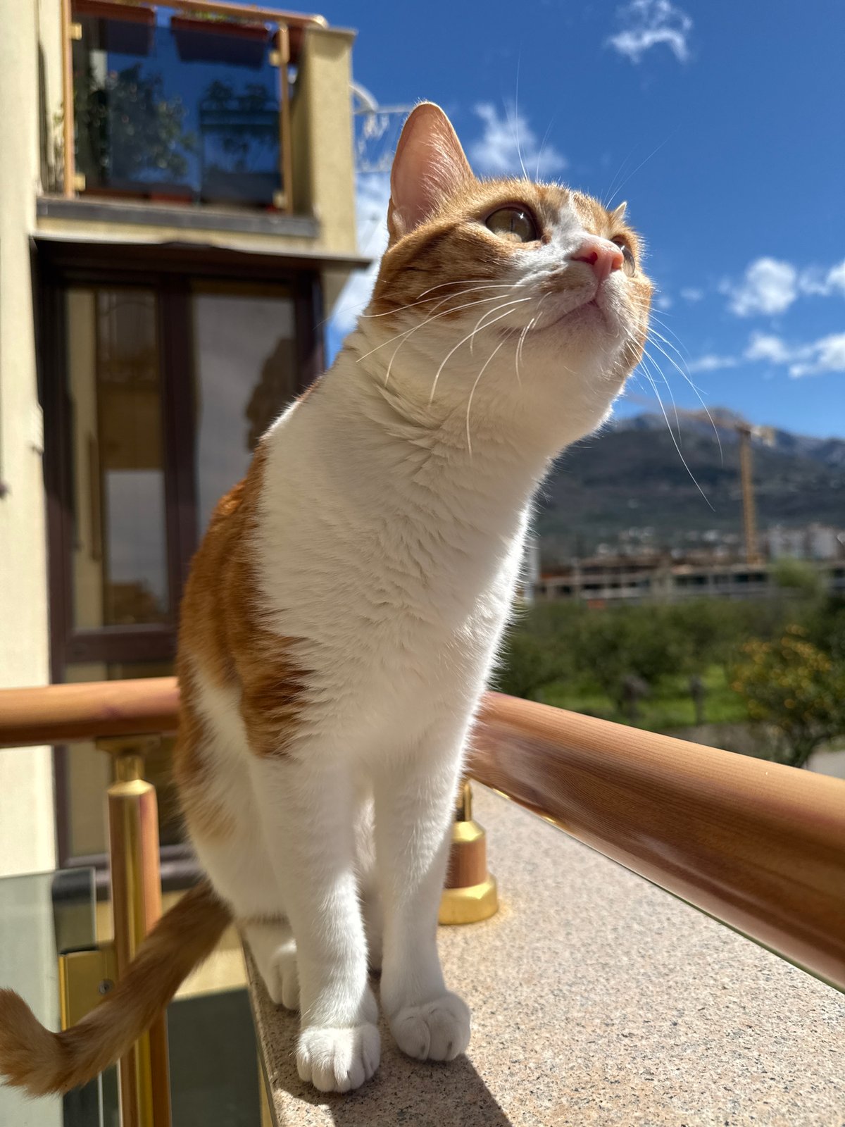 Tabby cat spotted on balcony in Bar, Montenegro