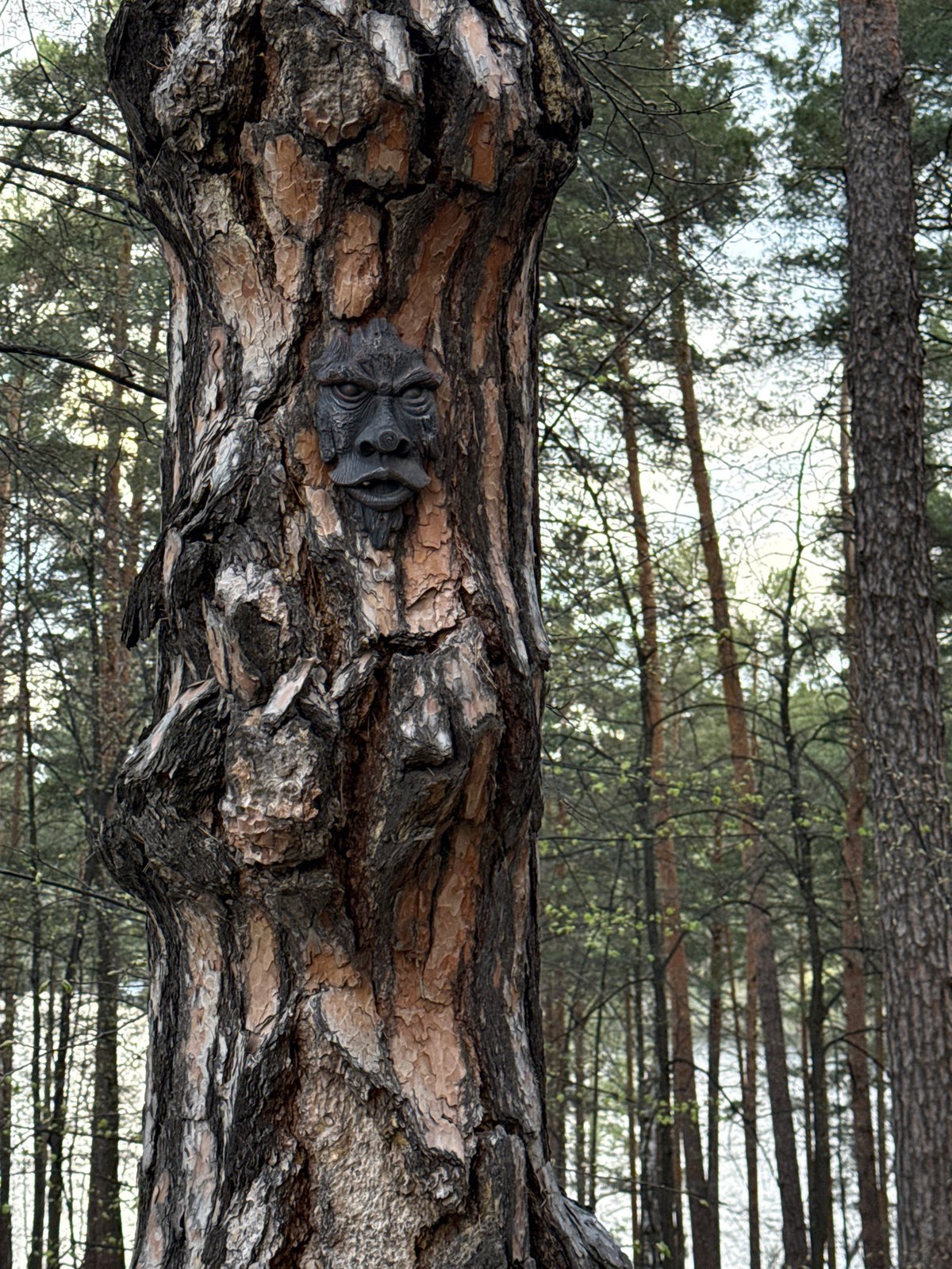 Forest walk documented at Lake Turgoyak resort area Russia