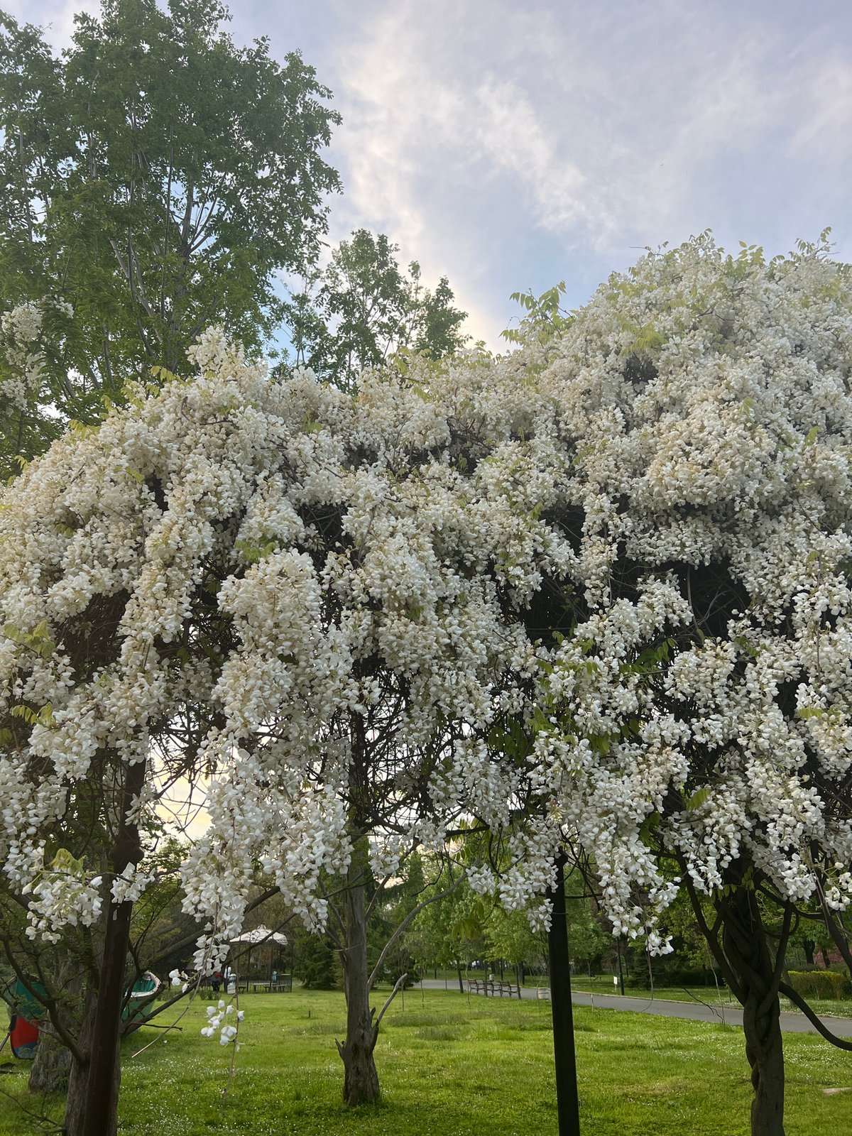 Spring scenes and parked cars observed in Burgas, Bulgaria